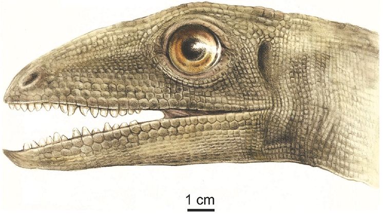 Förmodligen var det dinosauriesläktingen Silesaurus som samlade in och bevarade skalbaggarna. Illustration: Małgorzata Czaja