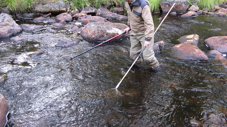 Mikael Lundberg på Länsstyrelsen elfiskar i Pillisoån. Foto: Stöt Ulrika Andersson, Länsstyrelsen i Dalarnas län