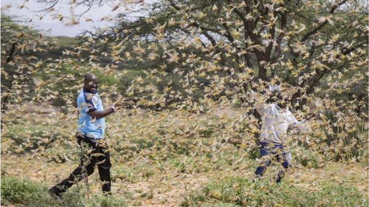  Kenya har invasionen av gräshoppor pågått i flera veckor. Här i distriktet Samburu i Kenya där ett katastrofteam arbetar för att identifiera lokaliseringen av gräshopporna. Foto: Patrick Ngugi AP/SIPA