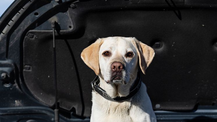 Årets Narkotikasökhund 2023 Max. Porträtt. Foto André de Loisted