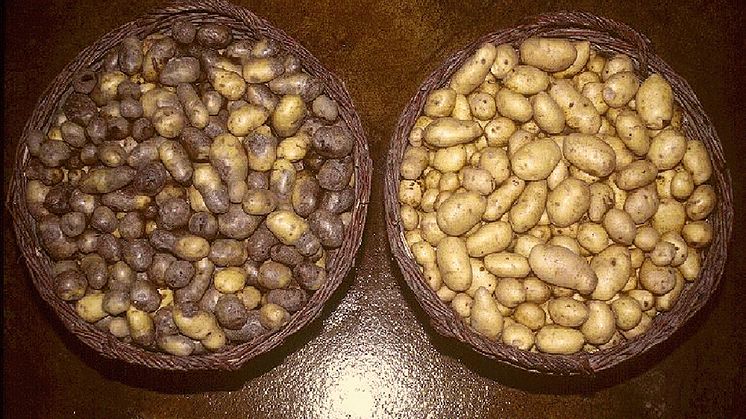 potatis-brunrota-ba-960