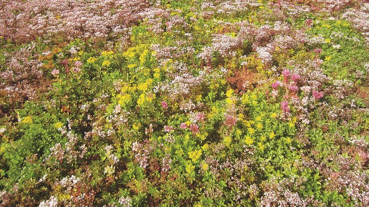 ​Urbangreen bygger Miljötak på Arlanda