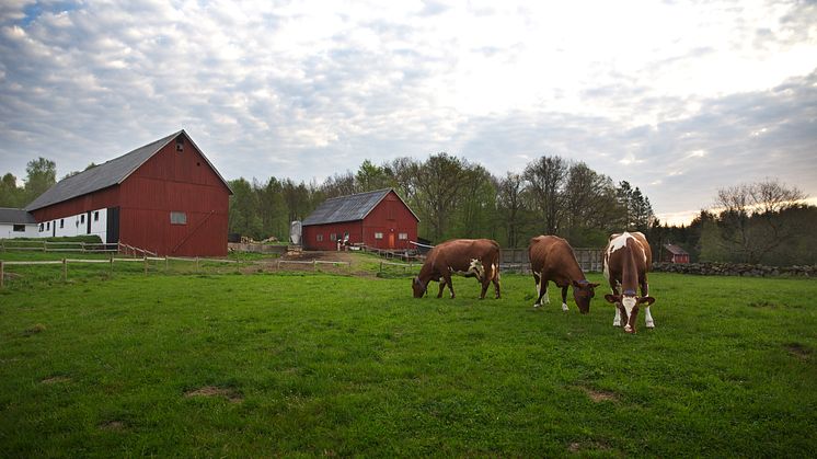 Att säkerställa en sund konkurrens på ostmarknaden gynnar svenska bönder 