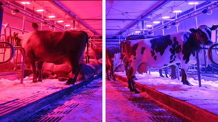 Kor som har dagsljusbelysning i form av rött respektive blått LED-ljus. Foto: Sofia Lindkvist