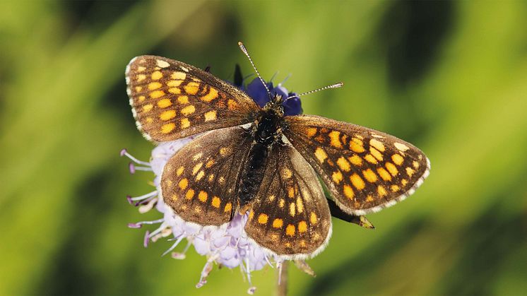 Im Rahmen der Fressnapf-Initiative „Tierisch engagiert“ werden zwei Schmetterlingswiesen in der Südoststeiermark gekauft und die Artenvielfalt auf einer Fläche von 8.500 m2 dauerhaft geschützt. 