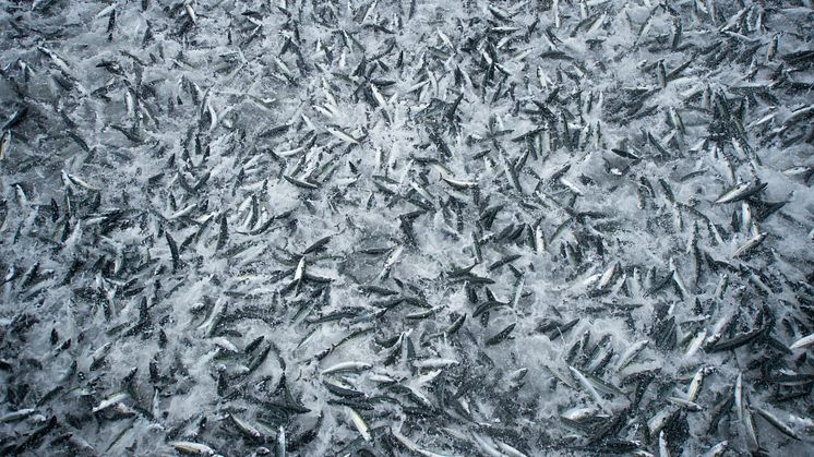 Norwegian mackerel exports down in September