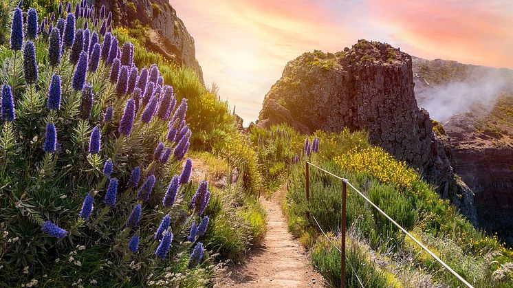 Jetzt Blumeninsel Madeira virtuell mit alltours bereisen