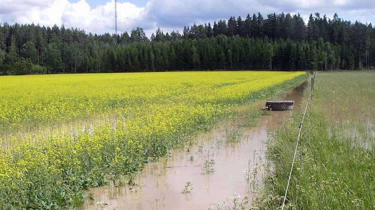 Dräneringen av den svenska jordbruksmarken är eftersatt sedan många år tillbaka. Foto: Anuschka Heeb