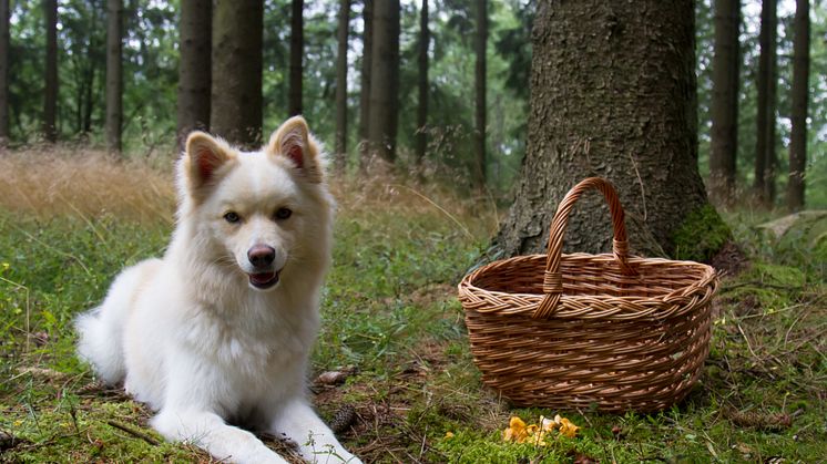 Hunden god hjälp i svampskogen