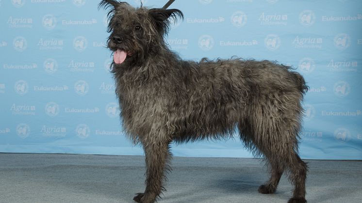 Bouvier des ardennes