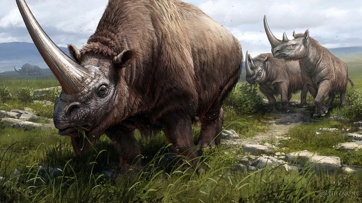 I förgrunden sibirisk enhörning (Elasmotherium sibiricum), bakom den två exemplar av Mercks noshörning (Stephanorhinus  kirchbergensis). I  bakgrunden en ullhårig noshörning (Coelodonta antiquitatis).  Illustration: Beth Zaiken