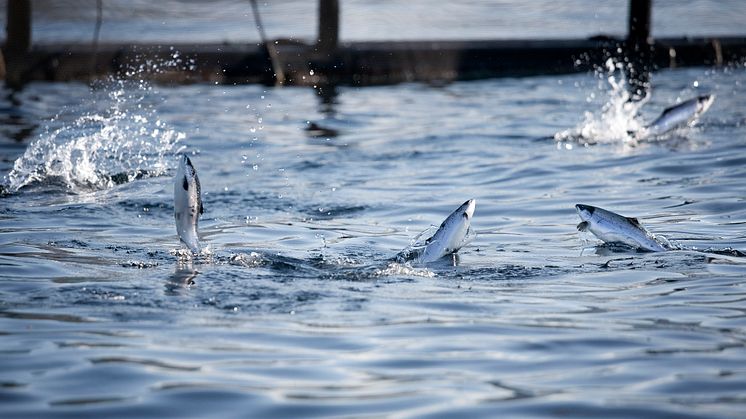 Potensialet for oppdrett av lavtrofiske arter, som tang og tare, er stort, og arter som laks vil være en viktig vektor for å bringe nytt havprotein via fôr til næringsrik og velsmakende mat, og på den måten bidra til både menneskers og jordas helse.