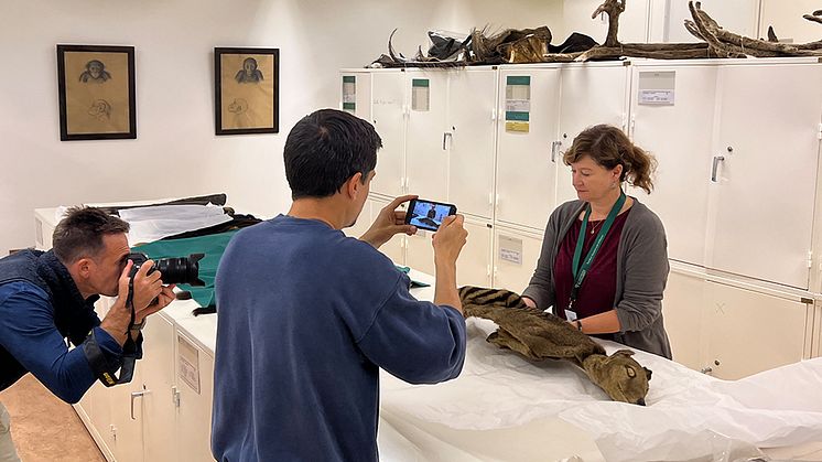 Daniela Kalthoff,  ansvarig för samlingen av nutida däggdjur på museet, visar upp ett 130 år gammalt skinn från den utdöda tasmanska pungvargen för reportrar från AFP. Foto Jonas Sverin 