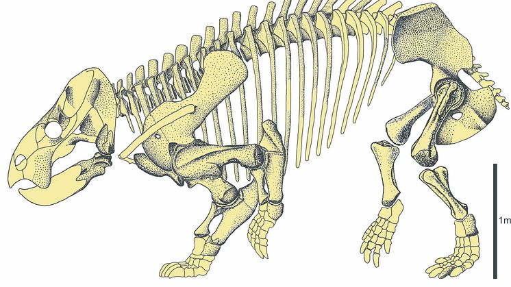 Upptäckten av Lisowicia är det första beviset för att däggdjurslika dicynondonter stora som elefanter levde samtidigt som de mer välkända långhalsade sauropodomorf-dinosaurierna. Credit: Tomasz Sulej