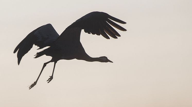 En hösttrana på väg till Spanien, rastar i kvällningen vid Hornborgasjön. Foto: Josefin Nilsson, Länsstyrelsen.