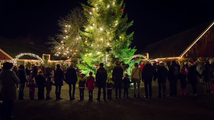 Dans kring julgranen under Jul i Djurparken