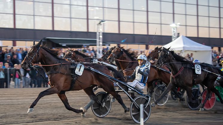 Hustle Rain får den sextonde och sista rosa Elitloppsbiljetten 2024. Foto: TR Bild