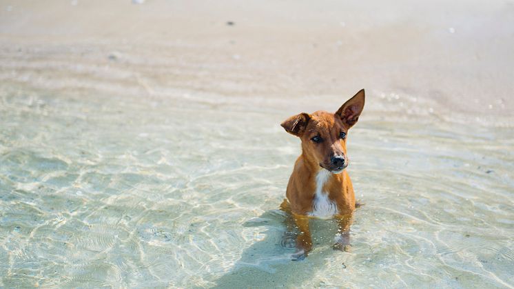 Hit drömmer hunden om att få resa