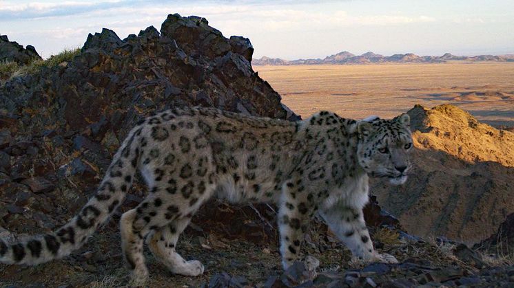 Snöleopard fotad med viltkamera i Mongoliet. Foto: Snow Leopard Trust