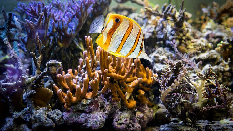 I det nya Akvariet kan publiken snart ta del av ett hundratal utrotningshotade korallarter - och vackra fiskar. Foto Kristin Lidell. 