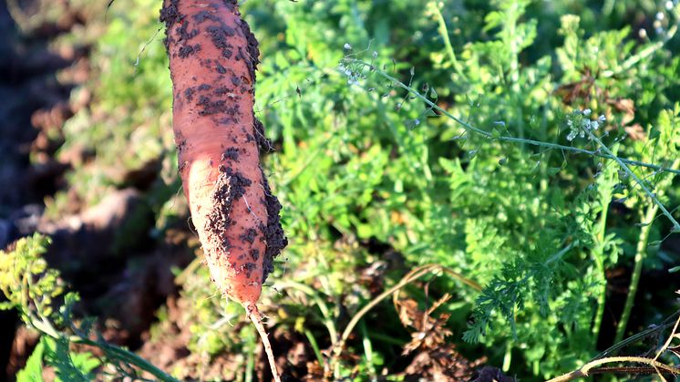 Zanahoria recién cosechada (Foto: Simone Helmle)