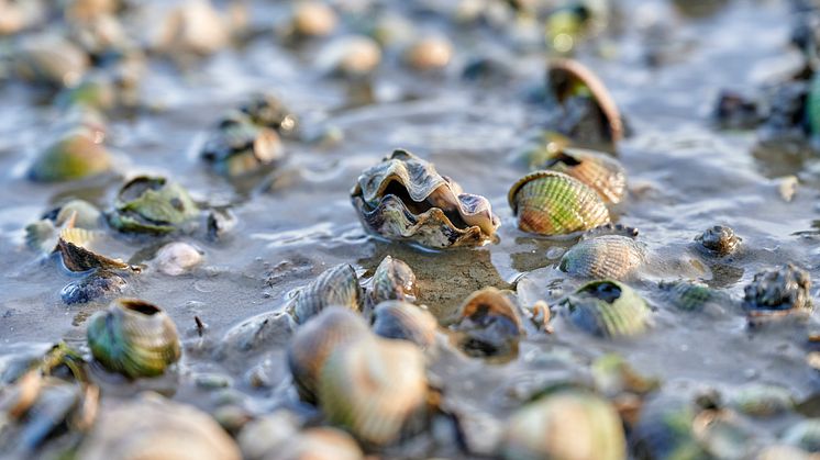  Wittmund: Muscheln am Wattenmeer; Wattwanderzentrum Ostfriesland © DZT/Florian Trykowski