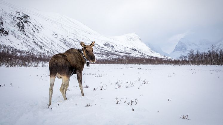 En älg med ett GPS-halsband fotad i Nikkaluokta. Halsbandet ger forskarna viktig information om älgens rörelsemönster som går att studera i samband med exempelvis den omgivande miljön eller störningar från människor. Foto: Susanna Bergström, SLU.