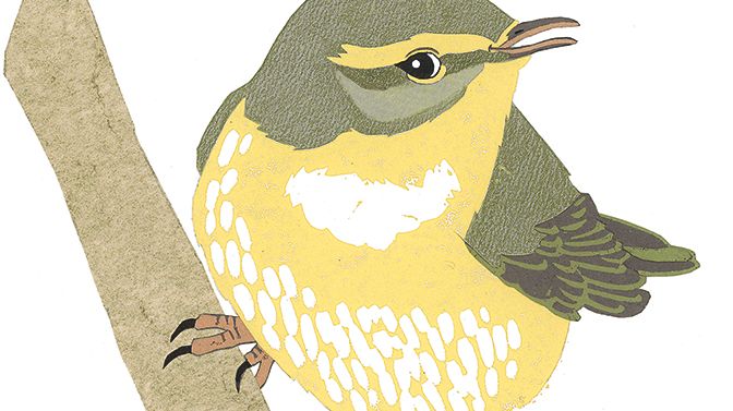 "Venner med venger" - barnebok om fuglekikking