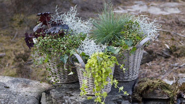 Sensommar- och höstplanteringar från Blomsterlandet