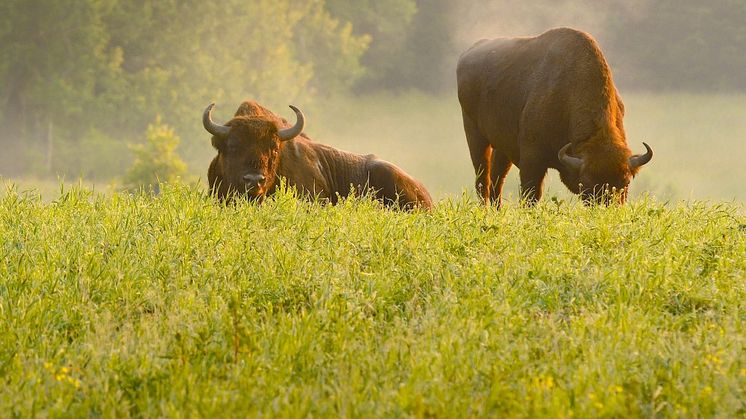 Europæisk bison i Białowieża-skoven. Foto: Rune Engelbreth Larsen