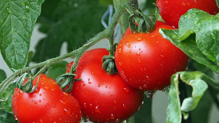 Ertragreiche Ernten durch biologischen Langzeitdünger