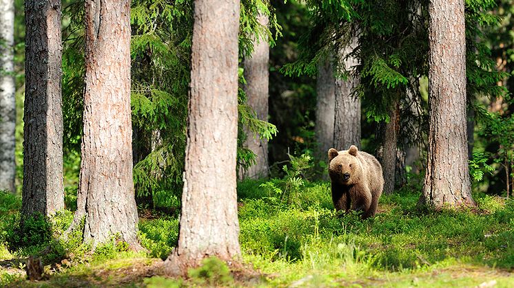 Så många björnar får fällas i Värmland 2023