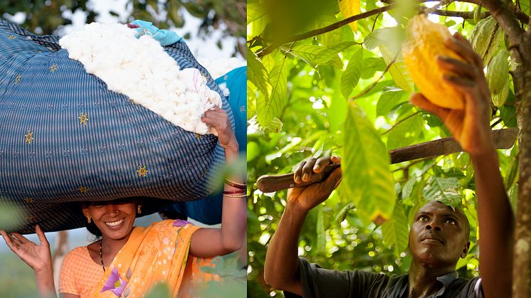 Försäljning av Fairtrade-märkt bomull och kakao ökar. Fotograf: Didier Gentilhomme och Éric St-Pierre. Bomullsodlare från Chetna Organic, Indien och kakaoodlare från CANN i Elfenbenskusten.