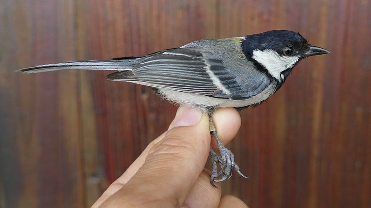 Talgoxe Parus minor artatus Hunan, Kina Foto Per Alström