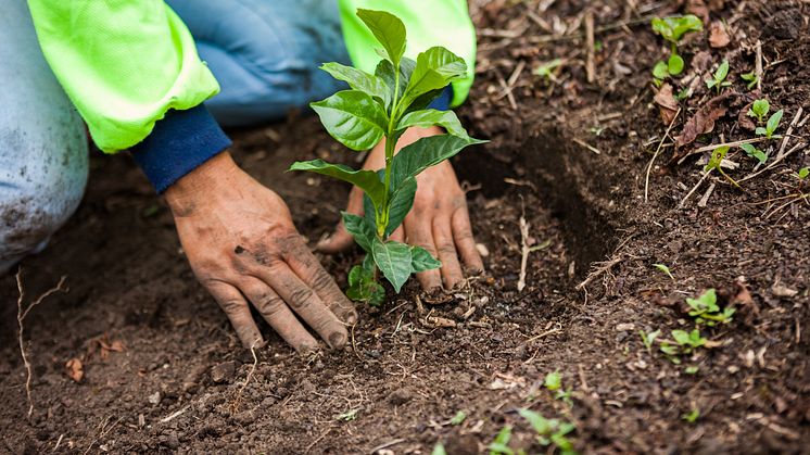 farmer-planting-a-coffee-plant_52371621503_o