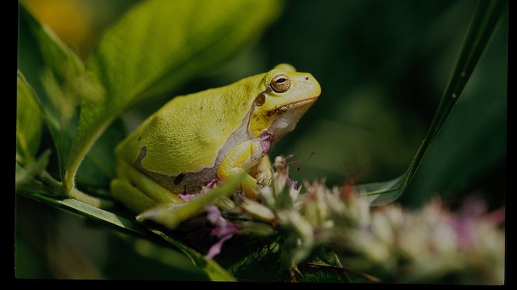 Groddjur – som denna lövgroda – är en grupp som bedöms vara särskilt känslig för klimatförändringar. Foto: Joachim Mergeay