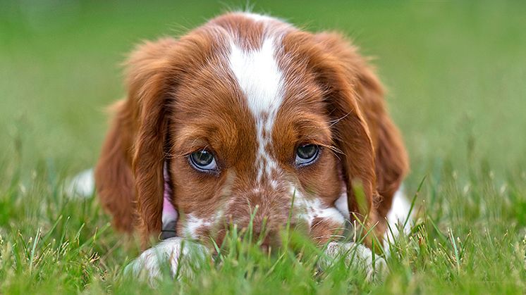 Köp hund med känd bakgrund