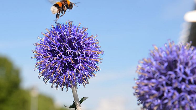 Välkommen till ett blomstrande Hemsta