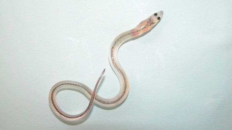 Glass eel. Photo: Håkan Wickström, SLU