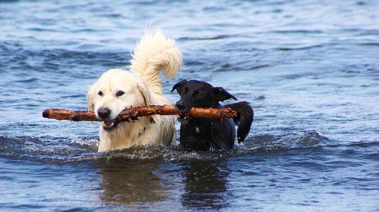 Svalka gärna hunden med ett bad, men se till så den inte dricker för mycket vatten. 