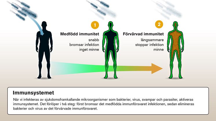 Copyright 2011 Nobelkommittén för fysiologi eller medicin, Illustration: Mattias Karlen