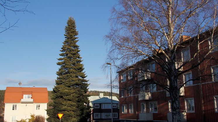 Bostadsrättsförening i Sundsvall skänker enorm julgran