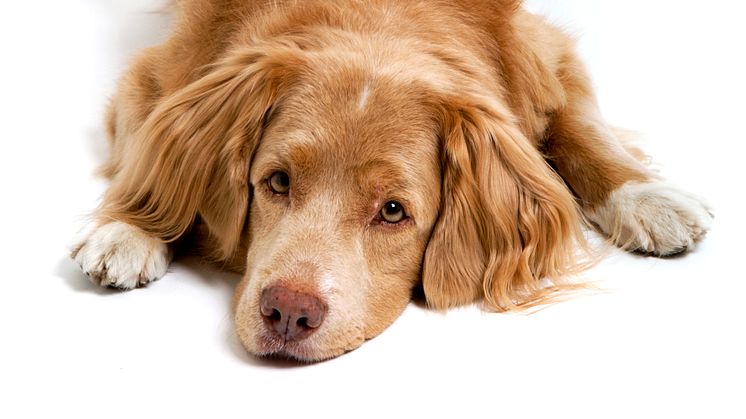 Tre ärftliga sjukdomar utforskade med hjälp av DNA från hundar