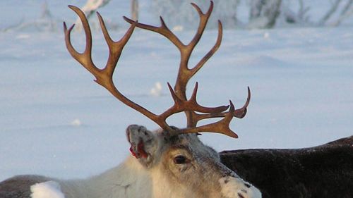 Tomtens Renar besöker Nordstan imorgon 21/12