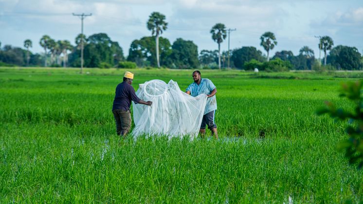 Setting up mosquito nets