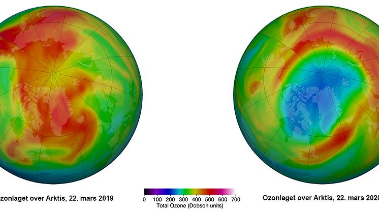 Ozonlaget over Arktis 22. mars 2019 versus ozonlaget over Arktis 22. mars 2020. Blå og lilla farge viser områder med lite ozon i atmosfæren, gul og rød farge angir områder med mer ozon.