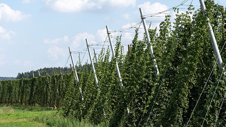 Die Hopfenpflanzen in der Hallertau sollen ein Dach aus PV-Röhren bekommen. Die Bayernwerk Netz stellt die Verknüpfung ins Stromnetz bereit.