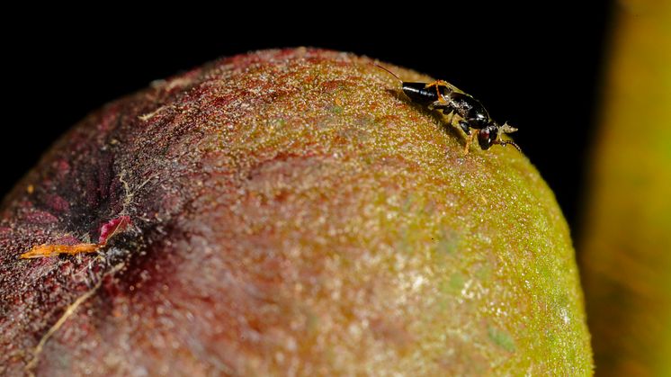 A female fig wasp (Tetrapus americanus), pollinator of Ficus maxima, has just emerged from her natal fig, getting ready for the long one-way flight to a flowering tree where she can lay her eggs. Credit: www.christianziegler.photography