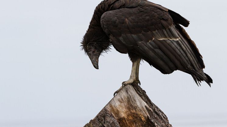 Den utrotningshotade fågeln Kalifornisk kondor, Gymnogyps californianus.