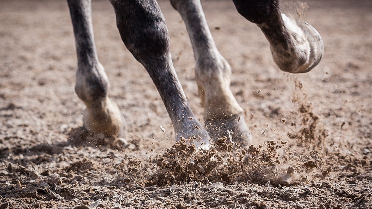Underlaget har stor betydelse för skaderisken vid hästhoppning. Foto: Peter Gustavsson